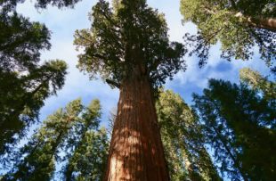 Sequoia 3