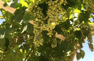 Temecula vines wine vineyard